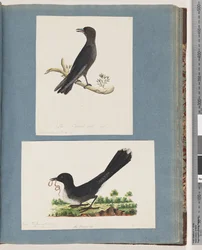 Strana 58. Neidentifikovaný pták. Turdus. 59. Neznámý pták. Turdus