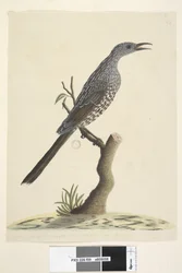 Strana 59. Přirozená velikost, peří na hlavě, krk a prsa jsou špičaté Brush Wattle, Bird Anthochaera chrysoptera, 1791-92