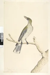 Strana 5. Oriolus mimetis. nad nadpisem v jiné ruce Přirozená velikost. Červenec, kosatec pochybný Olivový, žluva okovaná Oriolus sagittatus, 1791-92
