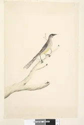 Strana 60. června. Zmenšeno v měřítku na polovinu přirozené velikosti Red Wattle, Bird Anthochaera carunculata, 1791-92