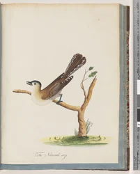 Strana 60. Neidentifikovaný pták. Turdus cyanocephalus. Drozd modrohlavý