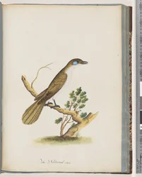 Strana 61. Medojed modrolící. Turdus cyanoris. Drozd modrolící
