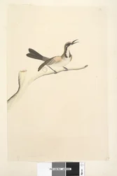 Strana 63. Květen. Přirozená velikost Tawny Crowned Honeyeater Phylidonyris melanops, 1791-92