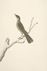 Strana 68. Přirozená velikost, August Lewin Honeyeater Meliphaga Lewinii, 1791-92