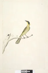 Strana 69. Přirozená velikost. Iris pochybný žlutý, medojed trsnatý Lichenostomus melanops, 1791-92