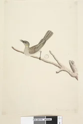 Strana 70. Přirozená velikost. srpnový medojed fuškový Lichenostomus fuscus, 1791-92