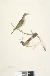 Strana 72. 1. Meliphaga. 2. Muscicapa. Přirozená velikost. Iris obou pochybná. Bell Miner Manorina melanophrys a Rhipidura rufifrons, 1791-92