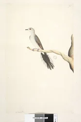 Strana 80. Columba. výše uvedený titul v jiné ruce květen. Holubice diamantová Geopelia cuneata v přirozené velikosti, 1791-92