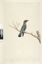 Strana 8. Coraciae. podél spodního okraje v jiné ruce října. Zmenšeno na polovinu velikosti ptáka, kresba byla převzata z dolaru, pták Eurystomus orientalis, 1791-92