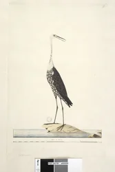 Strana 91. Ciconia. nad titulem jinou rukou prosinec, duhovka pochybná bílá, volavka šíjová Ardea pacifica Notophoyx pacifica, 1791-92