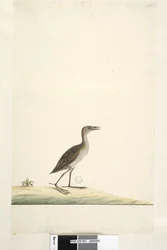 Strana 93. Rallus. nad titulem v jiné ruce srpen. Přirozená velikost Crake Marsh Porzana pusilla, 1791-92
