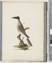 Strana 95. Hlučný Friarbird. Honeyeater s knoflíkem