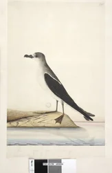 Strana 96. Bird of Norfolk Island