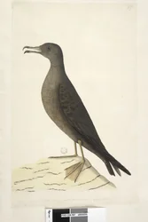 Strana 97. Bird of Norfolk Island běžně nazývaný skopový pták, nakreslený v přirozené velikosti Wedge, Tailed Shearwater Puffinus Pacificus, 1791-92