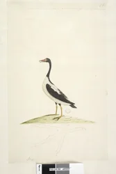 Strana 98. Anas. podél horního okraje v jiné ruce Tento pták je velký asi jako husa. Níže je obrys nohy nakreslený v přirozené velikosti Pied Goose Anseranas semipalmata, 1791-92