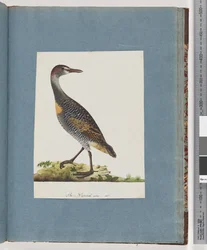 Strana 99. Buff-banded Rail