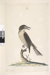 Strana 9. Vanga. vlevo nahoře v jiné ruce Červenec, přirozená velikost Řezník šedý Cracticus torquatus samice, 1791-92