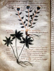 Strana rukopisu z Apulee (Lucius Apuleius) (asi 125-asi 180), „O síle bylin“, 8. nebo 9. století. Lucca, vládní knihovna.