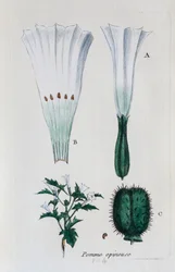 Opuncie (datura, jimsonweed)