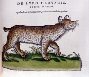 Znázornění rysa (vlk - jelen) - Historia Animalium de Conrad Gesner (1516 - 1565), Tiguri
