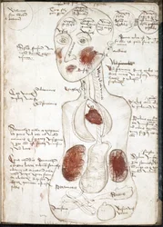 Reprezentace aristotelské teorie vědomí (Od: De corpore et anima) - Anonymní - 1497 - Akvarel na pergamenu - 22x15,8 - Univerzitní knihovna Johna Rylandse