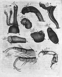 Reprezentace charanconů (curculiones lupi) Studie holandského obchodníka a přírodovědce Antoina van Leeuwenhoeka (nebo Leeuvenhoeka nebo Leeuwenhoecka) (nebo Antoniho nebo Anthonie) (1632-1723) Rytina z „Invetigatio Arcanorum“ 1722.