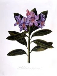 Rododendron (Rododendron Bridges).