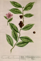 Čajovník Sinensis - botanická deska