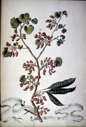 Sylvestris Rotundifolia. Herbář z 19. století.