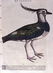 Čejka v Historia Animalium od Conrada Gesnera (1516 - 1565), Tiguri