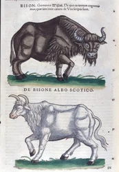Bizon a bílý bizon z Historia animalium od Konrada Gesnera, Tiguri
