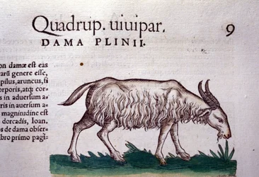 Koza po Historia animalium od Konrada Gesnera, Tiguri