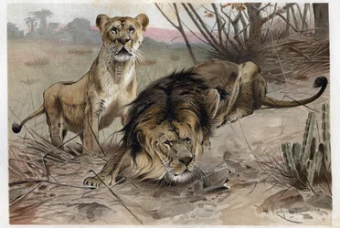 Lev (Panthera leo) - rytina z „“Brehmova života zvířat”” od Alfreda Edmunda Brehma (1829-1884)
