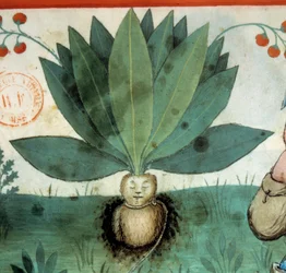 Mandragora. Léčivá rostlina, které byly často připisovány mimořádné magické ctnosti. Detail rostliny. Osvětlení z dojení medicíny a dietetiky „“Tacuinum sanitatis““