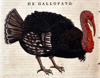 Krocan podle Historia Animalium Conrada Gesnera, Tiguri 1560. Biblioteca Nazionale Braidense. Milán