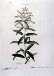 Verbena. 19. století rytina.