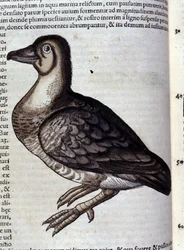 Divoká husa po Historia animalium od Konrada Gesnera, Tiguri