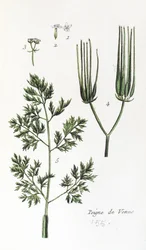 Venušin hřeben