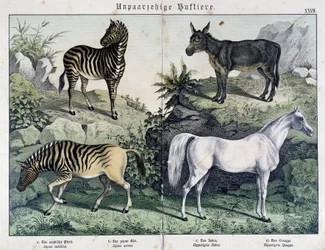 Zebry, osel a kůň - v „“ Histoires naturelles des savců“, ed. Schreiber