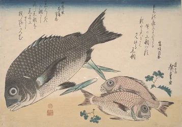 Černá mořská pražma, malá mořská pražma, chřestové výhonky a sansho pepř, kolem roku 1830