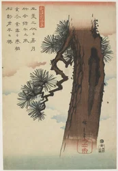 Pine Tree, 1837-1844 (barevný dřevotisk)