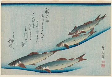 Hejno pětimístných pstruhů ze série Fish, cca 1835 (barevný tisk ze dřeva)