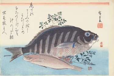Shimadai a Ainame, ze série 