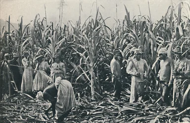 Plantáž cukrové třtiny, 1916