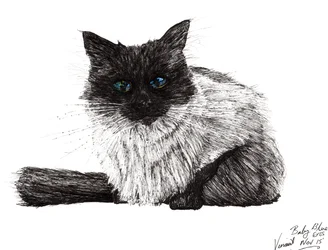 Dětské modré oči, 2015, (tuš na papíře)