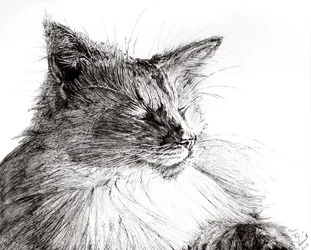 Monty útulný chlapec, 2015, (inkoust na papíře)