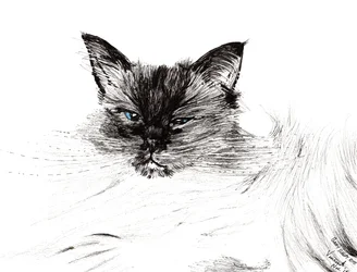 Ospalé oko, 2015, (inkoust na papíře)
