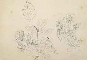 Recto: Květinová studie, 1869-1871