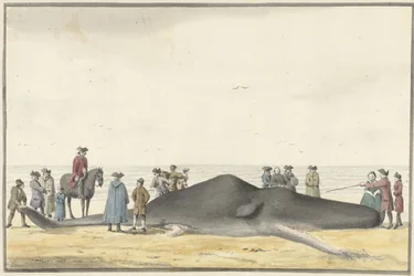 Vyplavený vorvaň (cachelot) na pláži mezi Zandvoortem a Wijk aan Zee, 20. února 1762, při pohledu zepředu