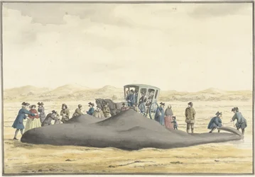 Vorvaně vyplavené na pláži mezi Zandvoortem a Wijk aan Zee, 20. února 1762, při pohledu zezadu